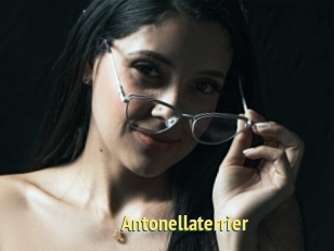 Antonellaterrier
