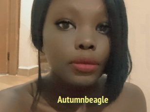 Autumnbeagle