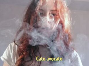 Cato_avocato