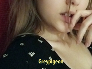 Greypigeon